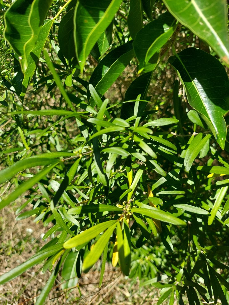 Alyxia nummularia photo 4