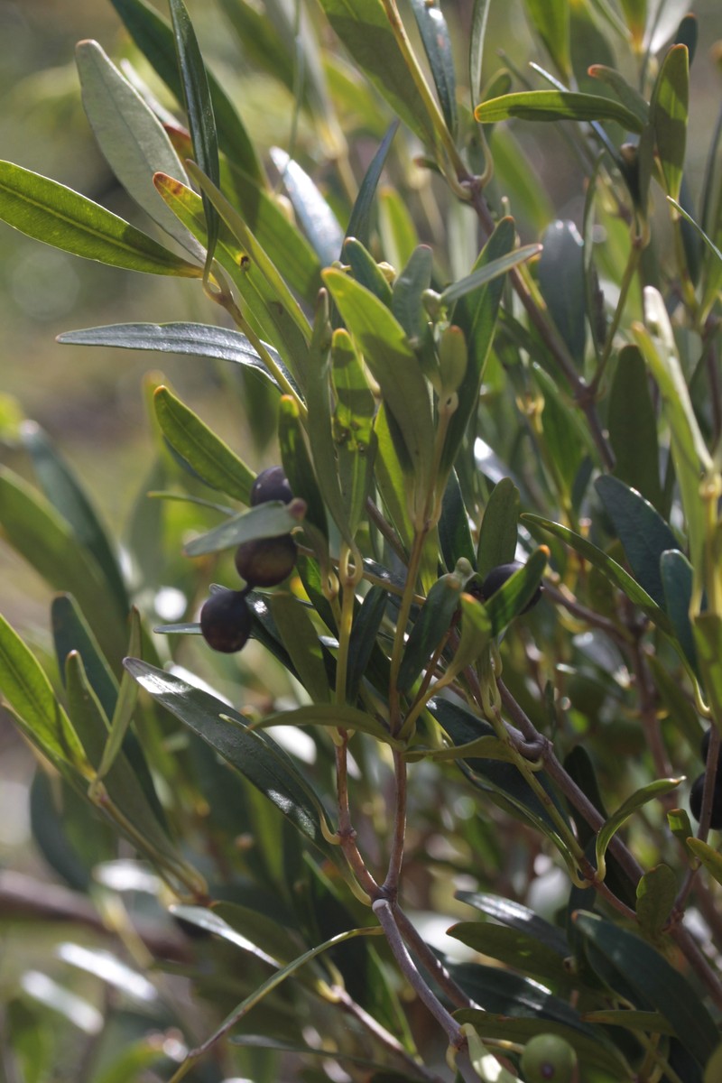 Alyxia nummularia photo 5