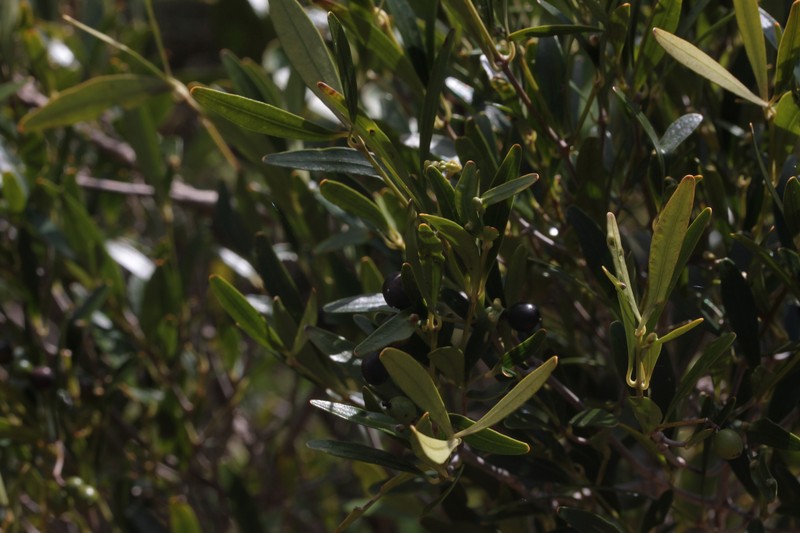 Alyxia nummularia photo 7