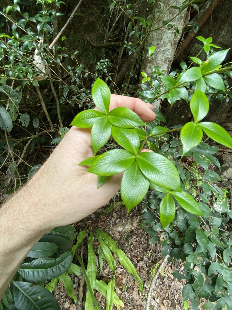 Alyxia oblongata photo 2