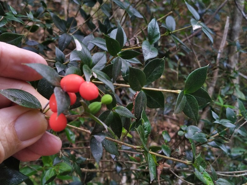 Alyxia oblongata photo 3