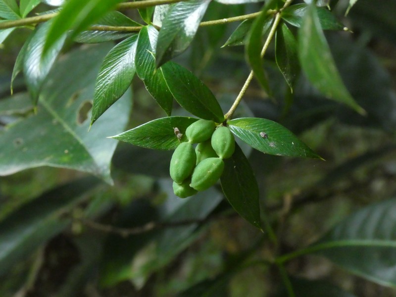 Alyxia oblongata photo 4