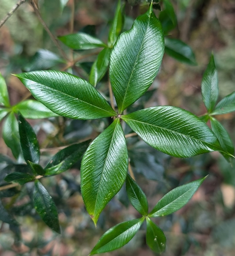 Alyxia oblongata photo 8