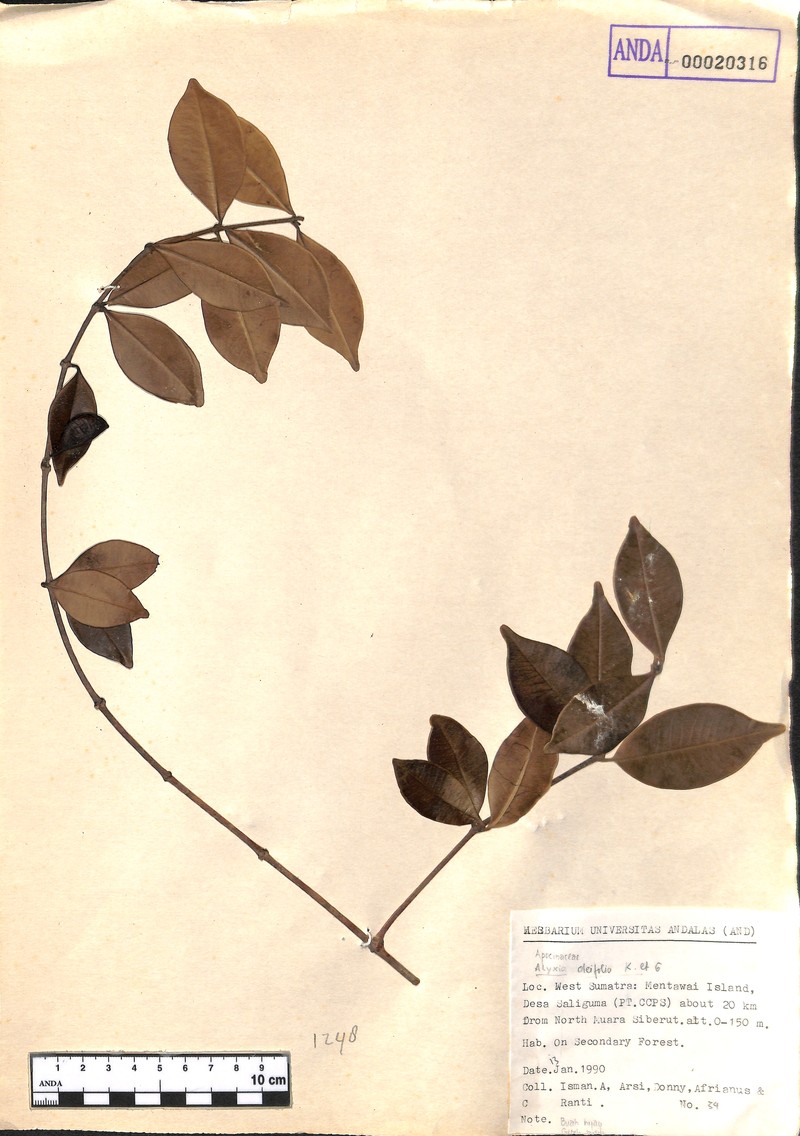 Alyxia oleifolia