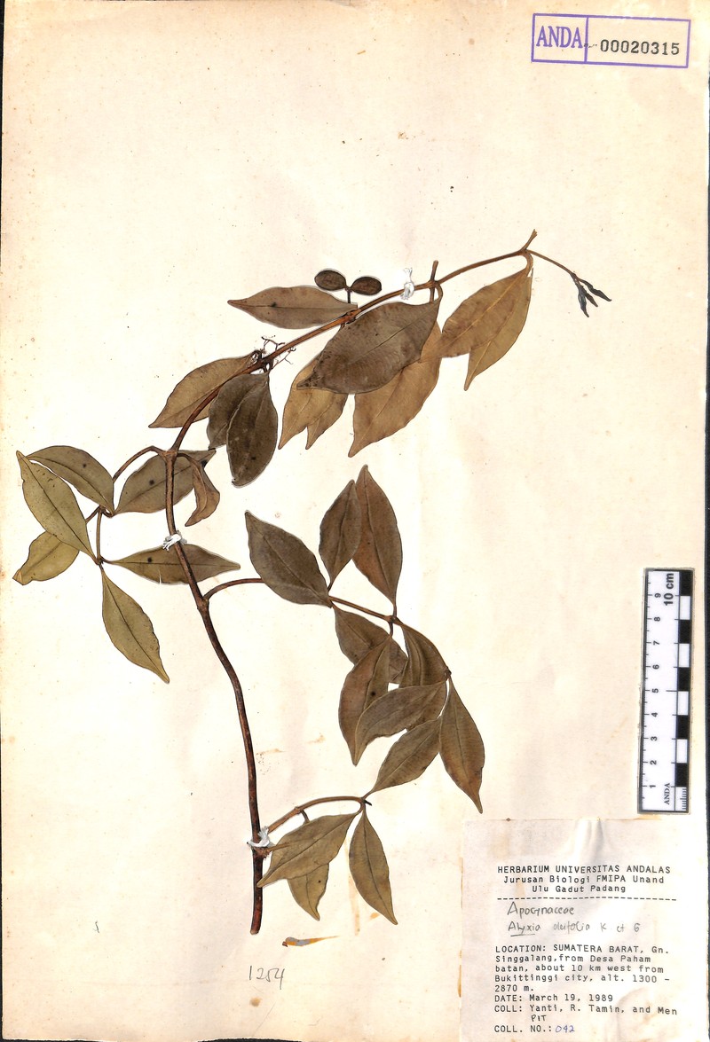 Alyxia oleifolia photo 2