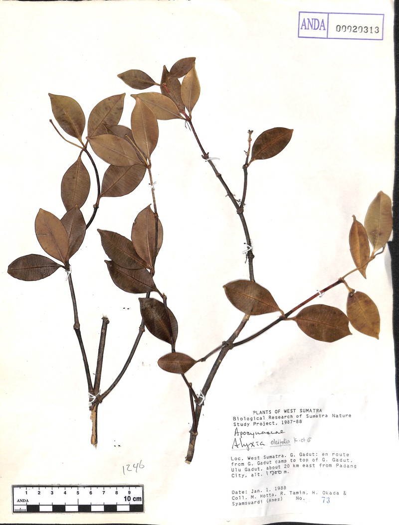 Alyxia oleifolia photo 3