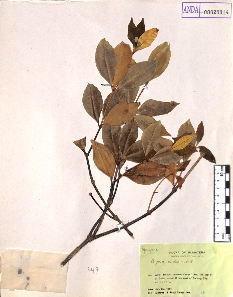 Alyxia oleifolia photo 4