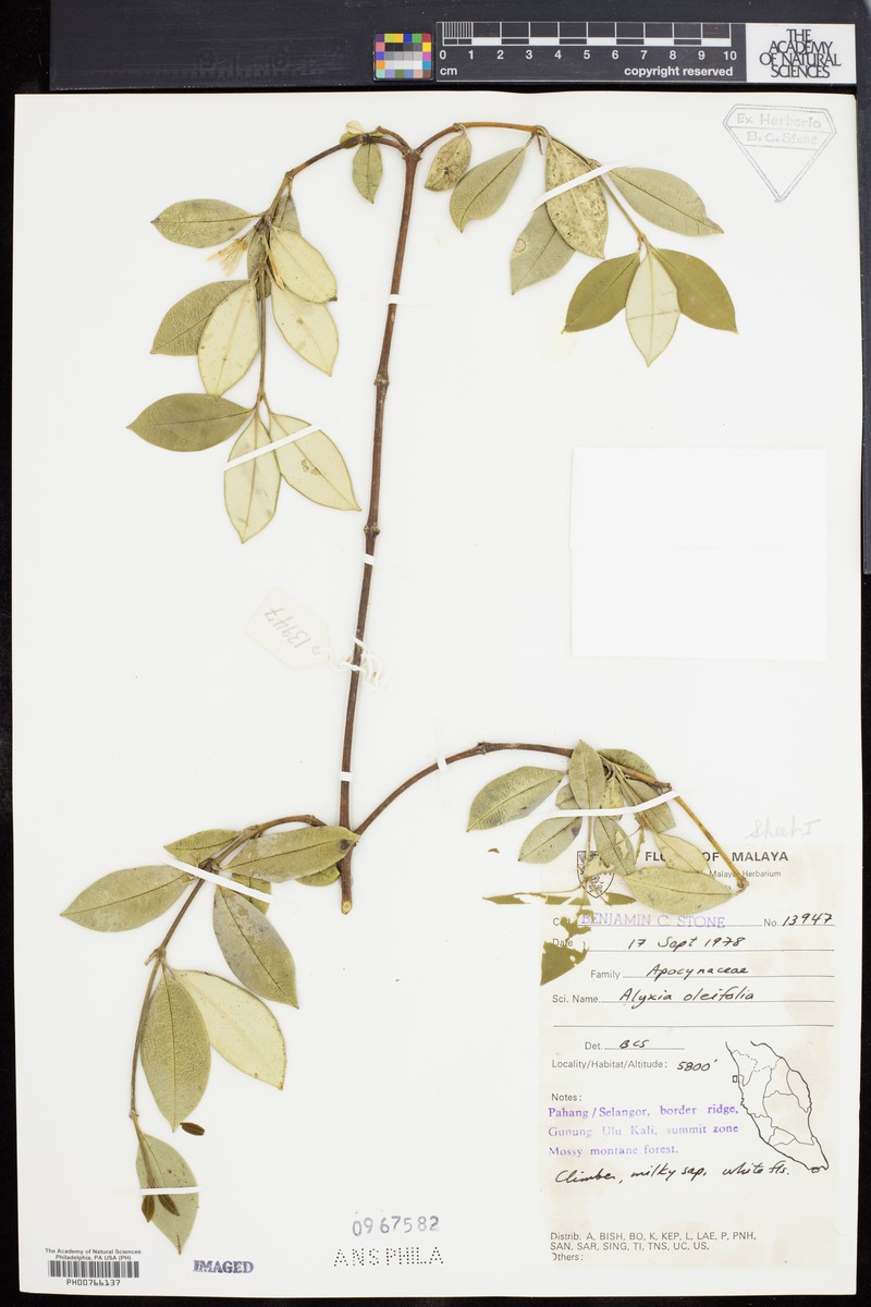 Alyxia oleifolia photo 5