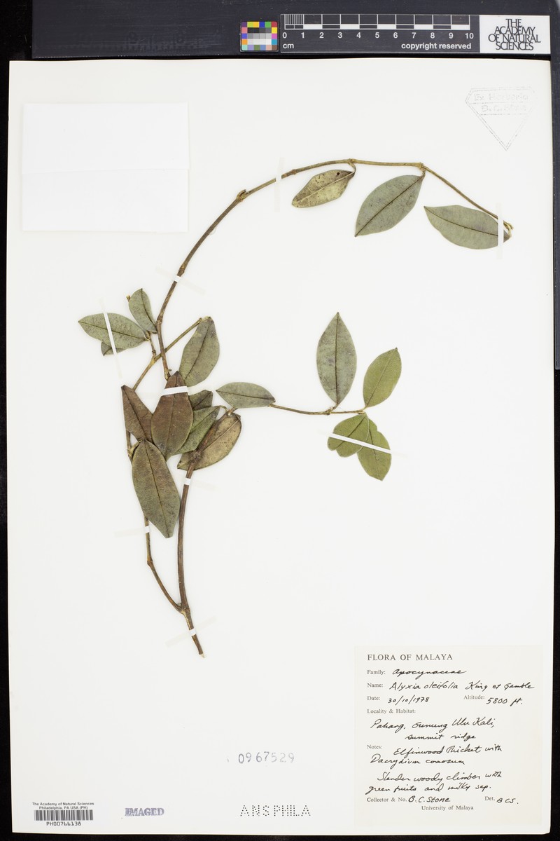 Alyxia oleifolia photo 6