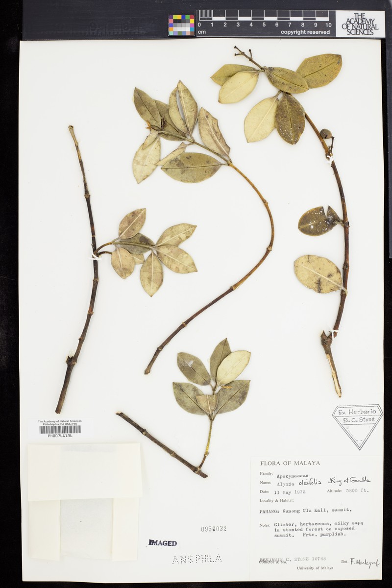 Alyxia oleifolia photo 7