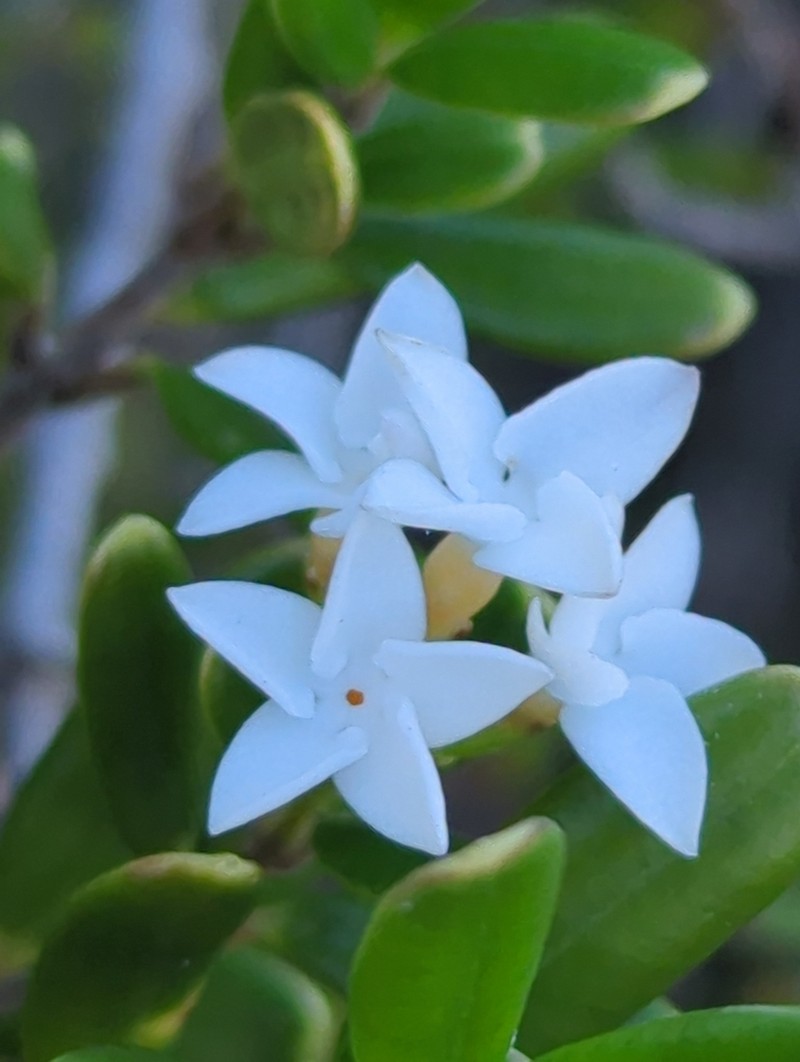 Alyxia oppositifolia