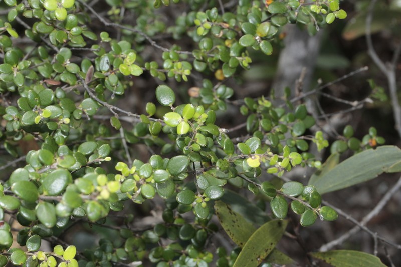 Alyxia oppositifolia photo 2