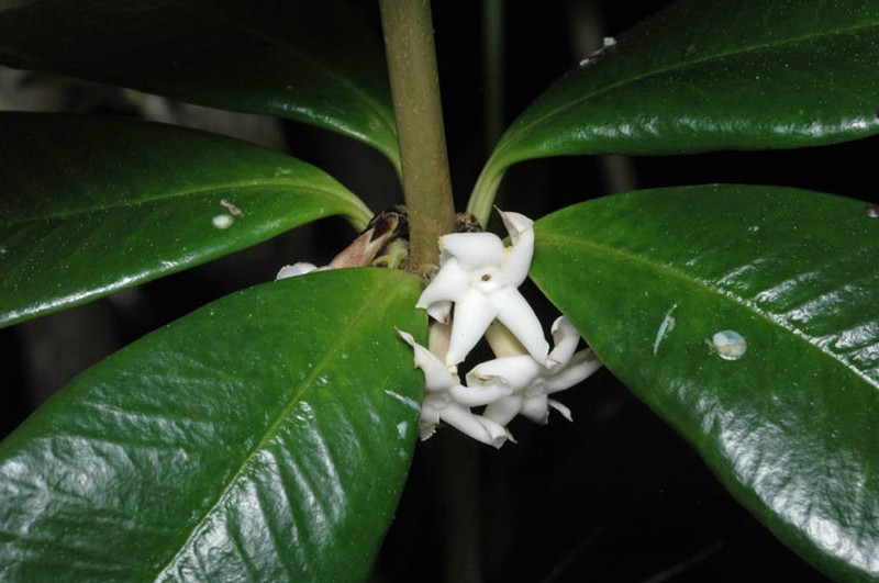 Alyxia orophila