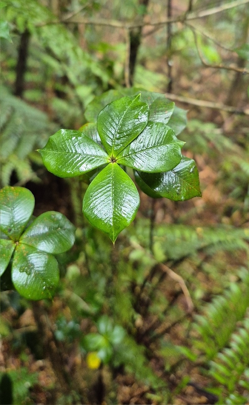 Alyxia orophila photo 2