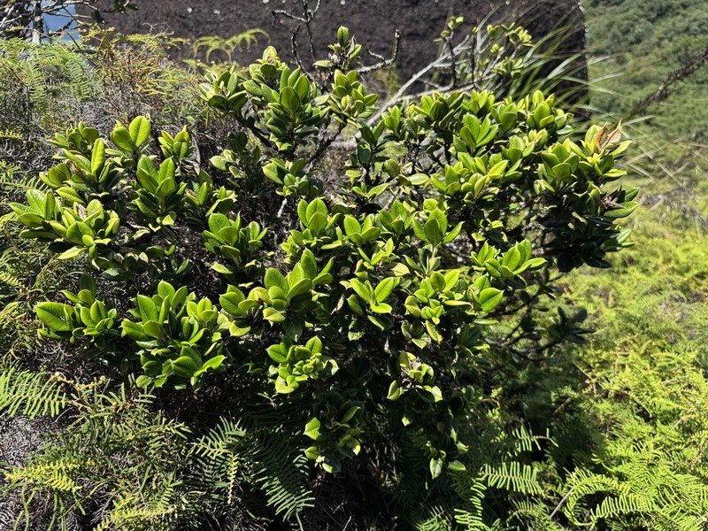 Alyxia orophila photo 3