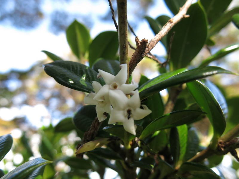 Alyxia orophila photo 5