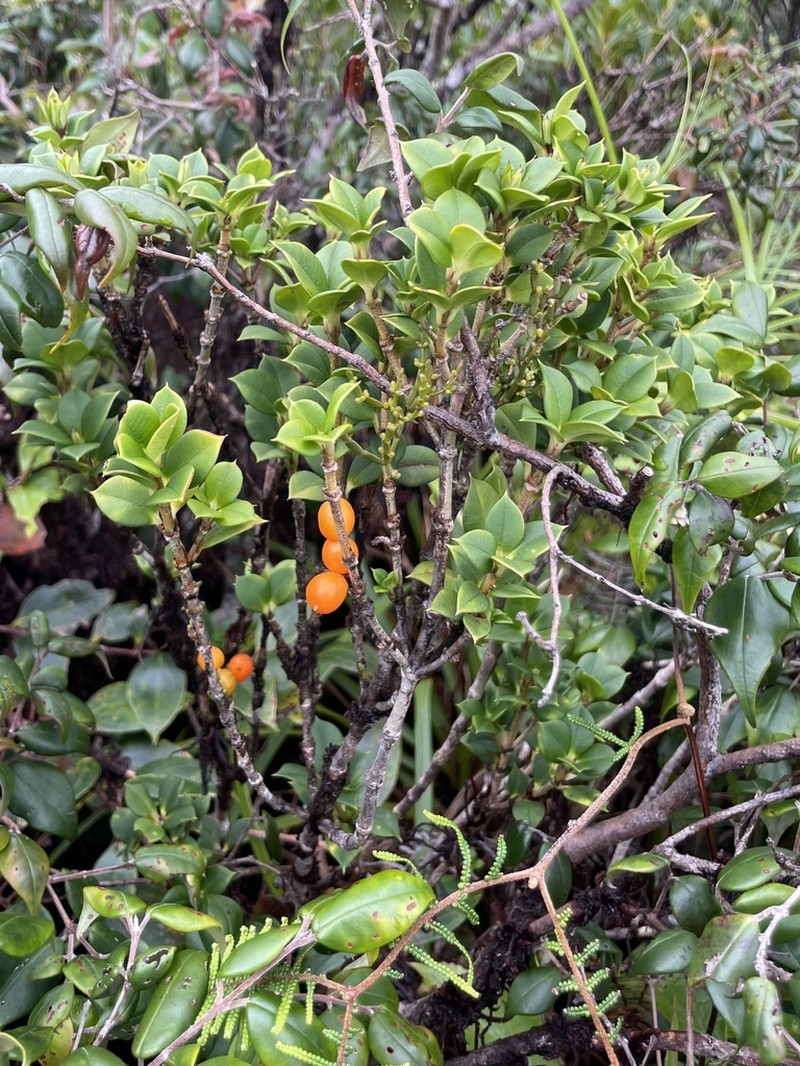Alyxia orophila photo 6