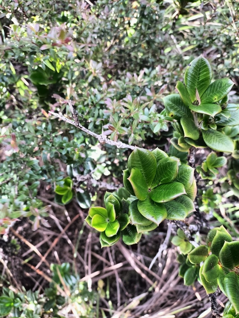 Alyxia orophila photo 7