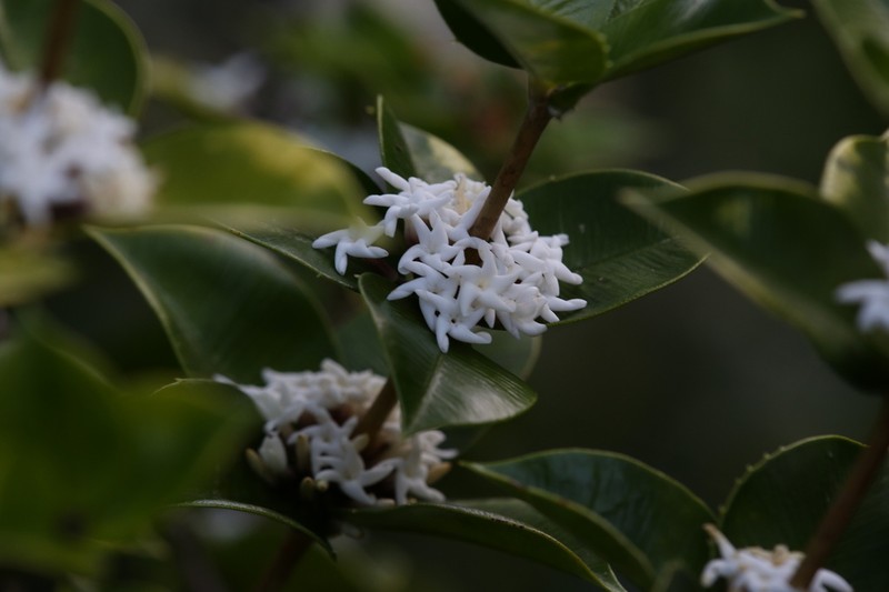 Alyxia orophila photo 8