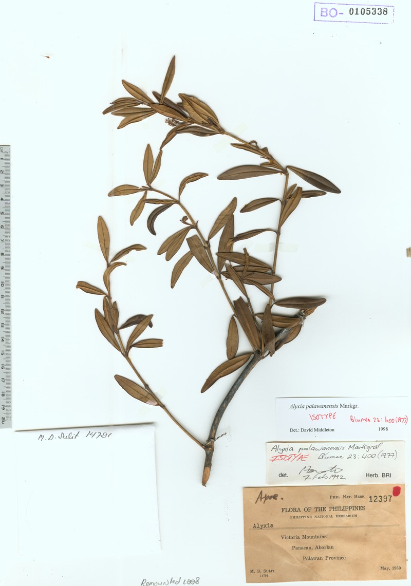 Alyxia palawanensis