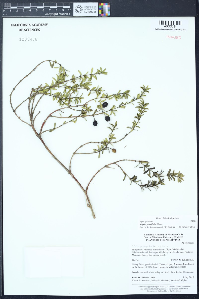 Alyxia parvifolia
