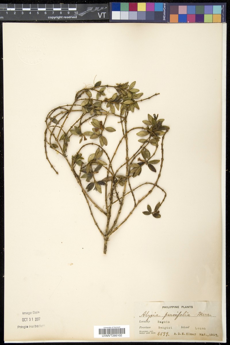 Alyxia parvifolia photo 2