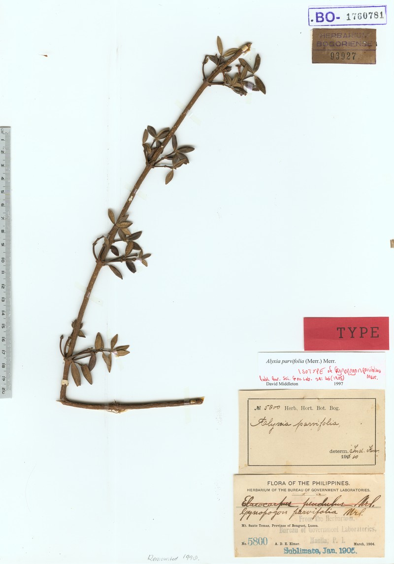 Alyxia parvifolia photo 3