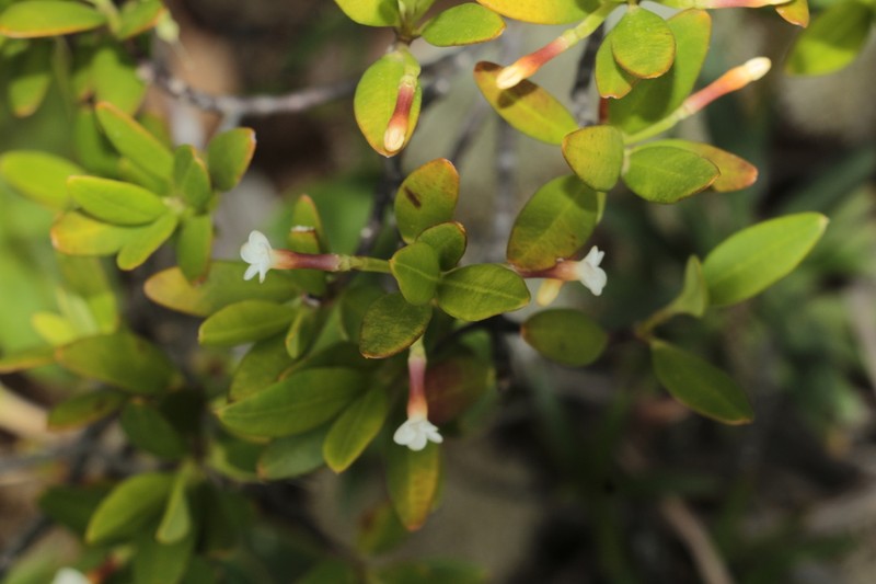 Alyxia poyaensis photo 2