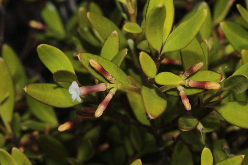 Alyxia poyaensis photo 3