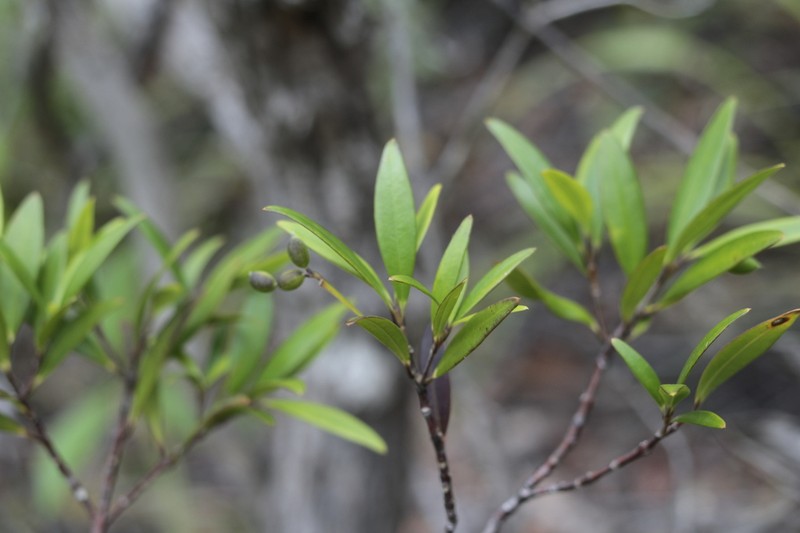 Alyxia poyaensis photo 4