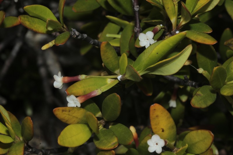 Alyxia poyaensis photo 5