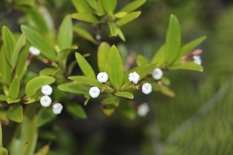 Alyxia poyaensis photo 6