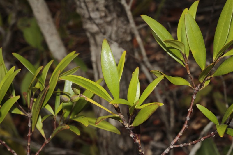 Alyxia poyaensis photo 8