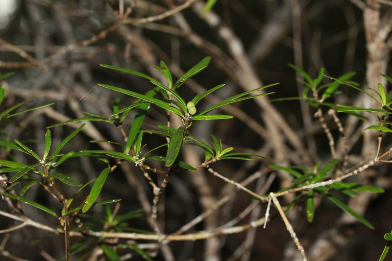 Alyxia pseudoserpentina