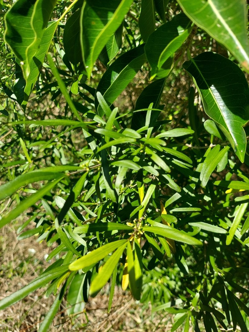Alyxia pseudoserpentina photo 2