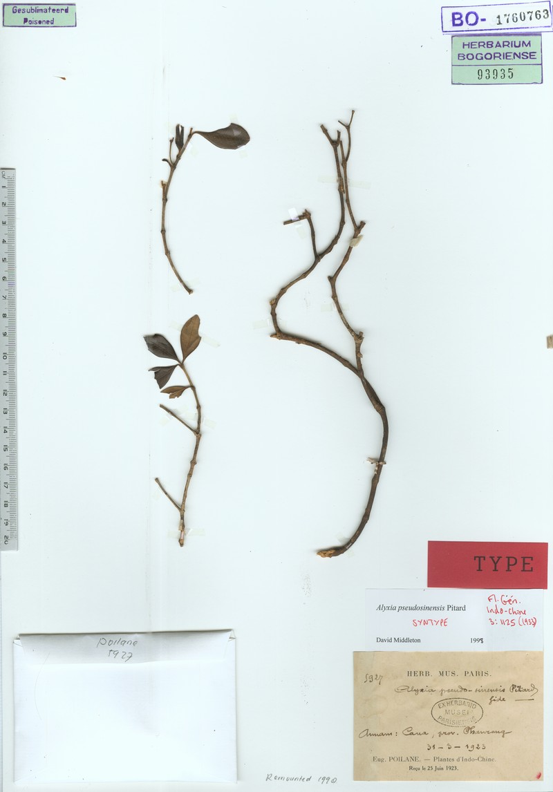 Alyxia pseudosinensis