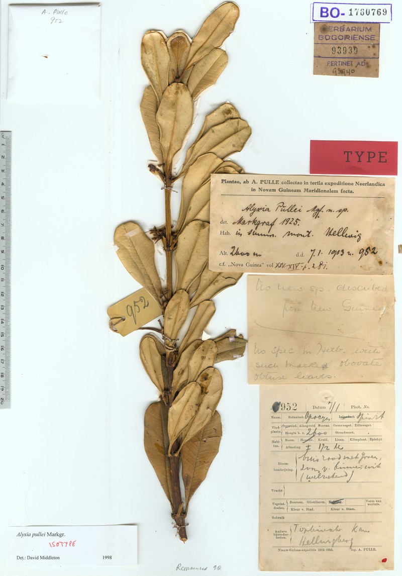 Alyxia pullei