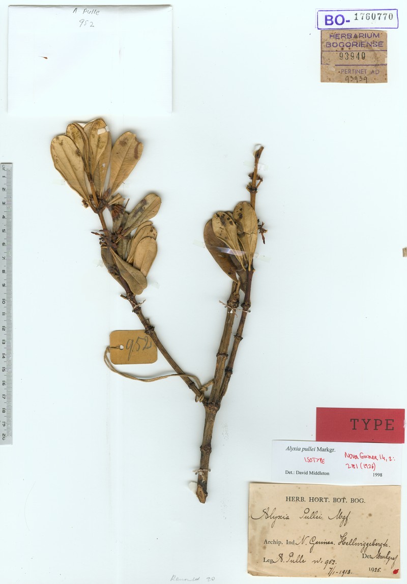 Alyxia pullei photo 2