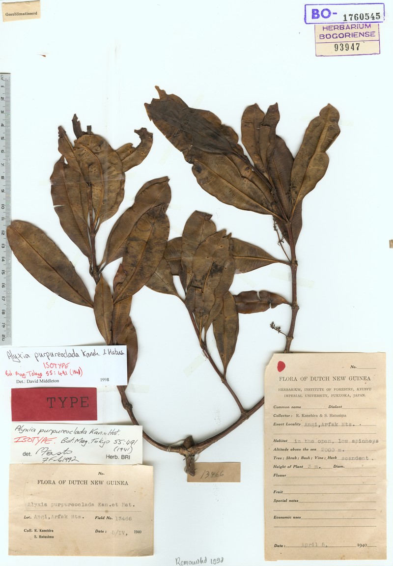 Alyxia purpureoclada