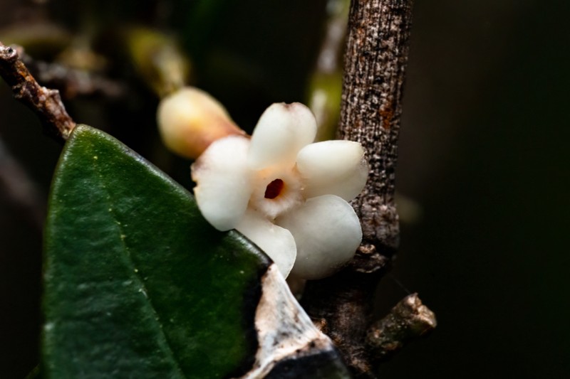 Alyxia reinwardtii