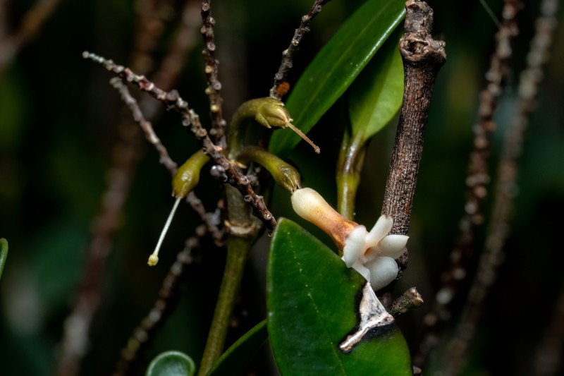 Alyxia reinwardtii photo 4