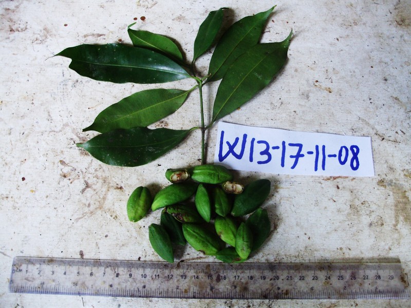 Alyxia rostrata