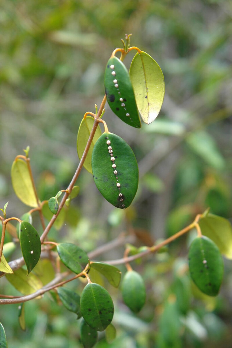 Alyxia rubricaulis