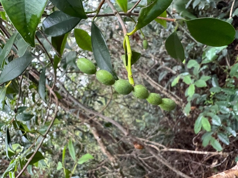 Alyxia rubricaulis photo 2