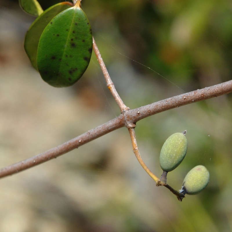 Alyxia rubricaulis photo 3