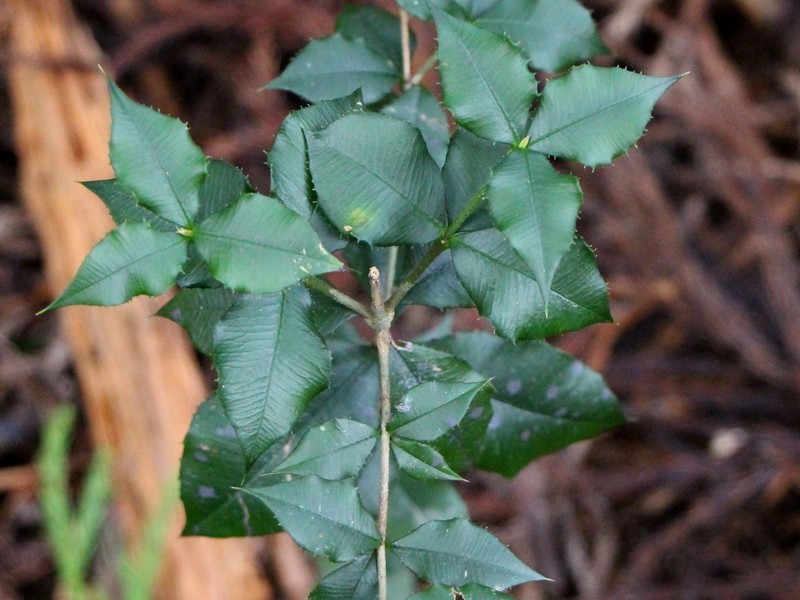 Alyxia ruscifolia photo 2