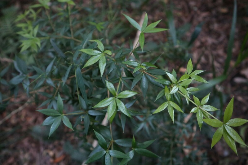 Alyxia ruscifolia photo 3