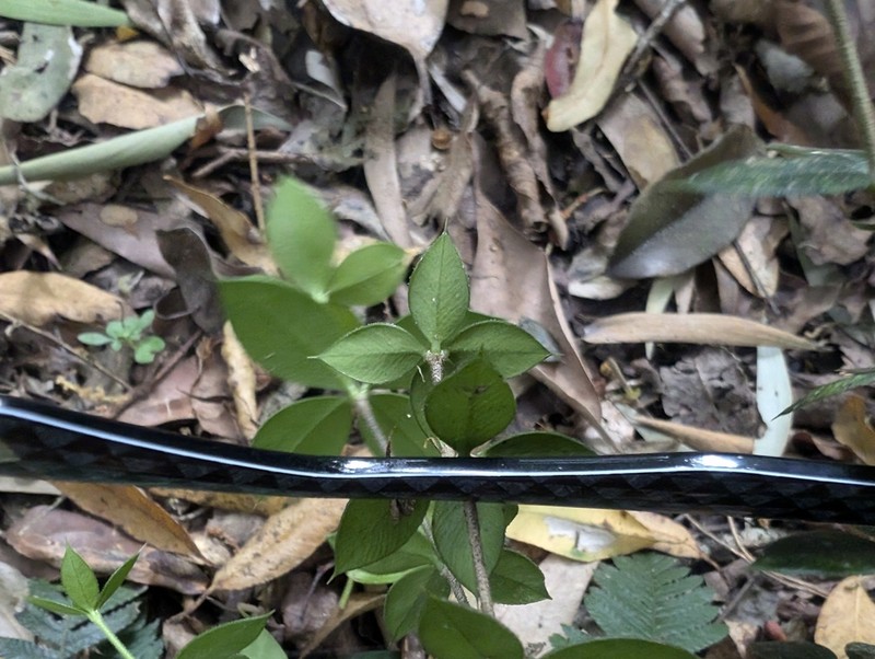 Alyxia ruscifolia photo 4