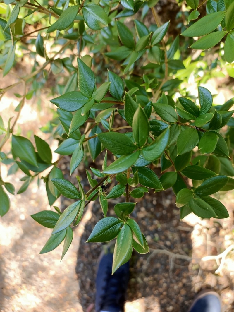 Alyxia ruscifolia photo 5