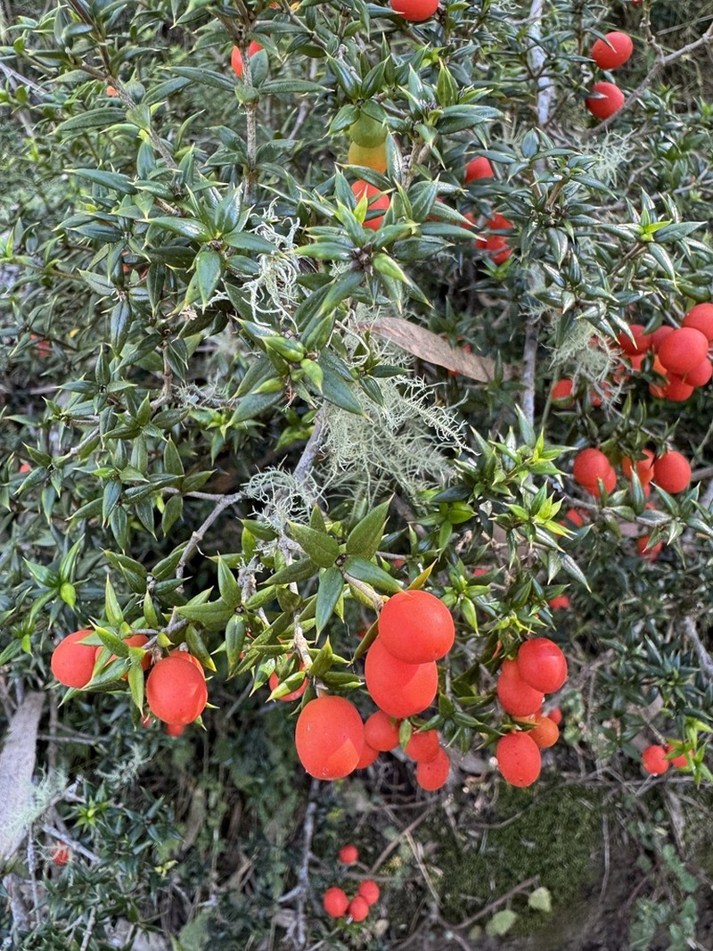 Alyxia ruscifolia photo 6